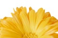 Chrysanthemum yellow flower bright petals isolated white background macro nature wallpaper Royalty Free Stock Photo