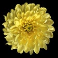 Chrysanthemum yellow. Flower on isolated black background with clipping path without shadows. Close-up. For design Royalty Free Stock Photo