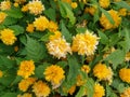 Chrysanthemum yellow flowers - springtime