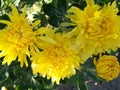 Chrysanthemum yellow in garden