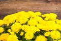 Chrysanthemum yellow garden flowers Royalty Free Stock Photo