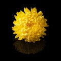 Chrysanthemum yellow head flower isolated on black