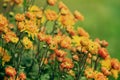 Chrysanthemum yellow orange flowers