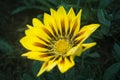 Chrysanthemum yellow - Single - Green Backgrounds