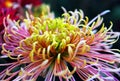 Chrysanthemum with Yellow White