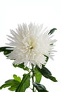 Chrysanthemum of a zembl white