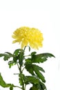 Chrysanthemum of a zembl yellow