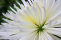 Chrysanthemum2