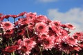 Chrysanthemums