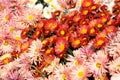Chrysanthemums Royalty Free Stock Photo
