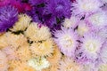 Chrysanthemums