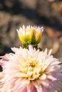 Autumn flowers of pink chrysanthemum. Royalty Free Stock Photo