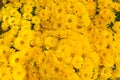 Chrysanthemums