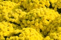 Chrysanthemums Royalty Free Stock Photo