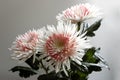 Chrysanthemums. Royalty Free Stock Photo