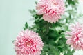 Chrysanthemums and asters flowers.Delicate floral background in pastel colors.Autumn perennial flowers. Bush double Royalty Free Stock Photo