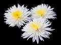 Chrysanthemums on black background.