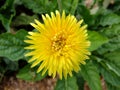 Floweryellow greenmum