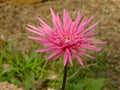 Pinkflower mum grass background wallpaper