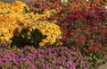 Chrysanthemums bloomed in the botanical garden in autumn