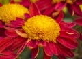 Chrysanthemums blooming