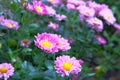 Chrysanthemums in botanical garden. Pink flowers chrysanthemums in autumn, annuals. Close up Royalty Free Stock Photo