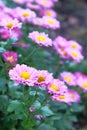 Chrysanthemums in botanical park, greenery in city. Purple flowers chrysanthemums in autumn, magenta annuals. Vertical view, close