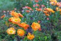 Chrysanthemums in botanical park. Orange flowers chrysanthemums in autumn, annuals. Floral bright background Royalty Free Stock Photo