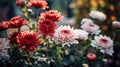 Chrysanthemums. Bouquet of beautiful chrysanthemum flowers. Valentine concept. Mothers day concept.