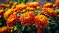 Chrysanthemums. Bouquet of beautiful chrysanthemum flowers. Valentine concept. Mothers day concept.