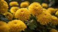 Chrysanthemums. Bouquet of beautiful chrysanthemum flowers. Valentine concept. Mothers day concept.