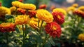 Chrysanthemums. Bouquet of beautiful chrysanthemum flowers. Valentine concept. Mothers day concept.