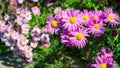 Chrysanthemums. Bright purple autumn flowers close-up. Floral background Royalty Free Stock Photo