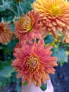 chrysanthemums Royalty Free Stock Photo