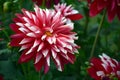 Chrysanthemums Royalty Free Stock Photo