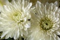 Chrysanthemums Royalty Free Stock Photo