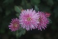 chrysanthemums  daisy bloom  flower garden  Yellow white pink Spring summer autumn art Royalty Free Stock Photo