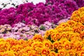 Chrysanthemums daisy flower fields blooming