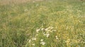 Chrysanthemums Field Aromatic Of Natural