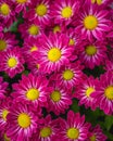 Chrysanthemums floral background. Colorful magenta red mums flowers close up Royalty Free Stock Photo