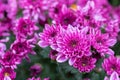 Chrysanthemums flower in botanical garden