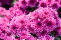 Chrysanthemums flower in botanical garden