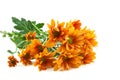 Chrysanthemums flower, goldon daisy Royalty Free Stock Photo