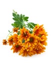 Chrysanthemums flower, goldon daisy Royalty Free Stock Photo