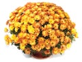 Chrysanthemums in flowerpot