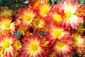 Chrysanthemums flowers are blooming in  garden Royalty Free Stock Photo
