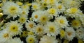 Chrysanthemums flowers are blooming in  garden Royalty Free Stock Photo