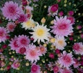 Chrysanthemums flowers are blooming in  garden Royalty Free Stock Photo