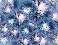 Chrysanthemums flowers. blue-white background. floral collage. flower composition. Close-up.