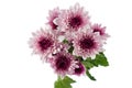 Chrysanthemums flowers Royalty Free Stock Photo